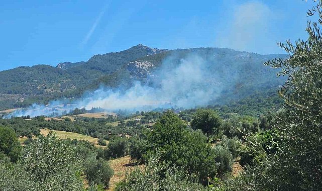 Adana'da orman yangını