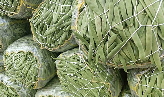 Afyonkarahisar&#039;da yeşil fasulye kalite ve fiyatıyla altın çağını yaşıyor