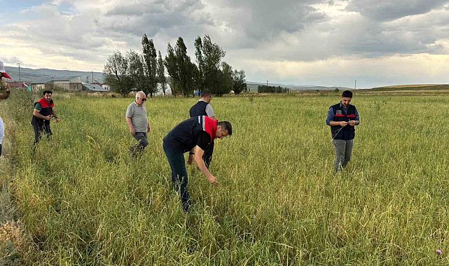 Ağrı'da etkili olan dolu tarımda zarara neden oldu