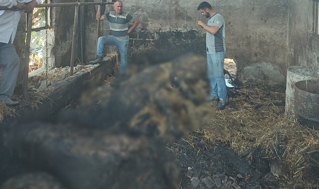 Ahır yangınında 5 büyükbaş hayvan telef oldu