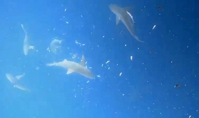 Akdeniz&#039;in derinliklerinde dalgıçlar, köpek balığı sürüsüyle burun buruna geldi