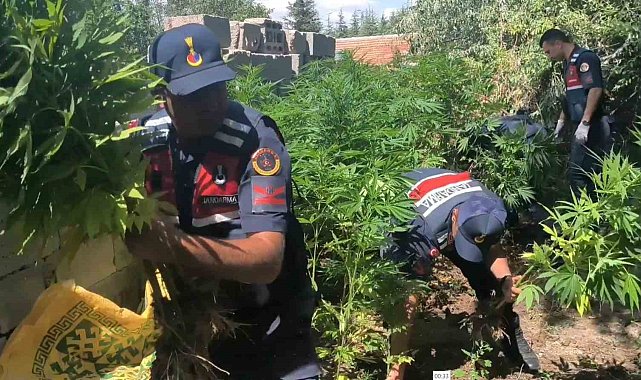 Aksaray&#039;da müstakil evin bahçesinde 592 kök kenevir ve 4 kilo esrar ele geçirdi