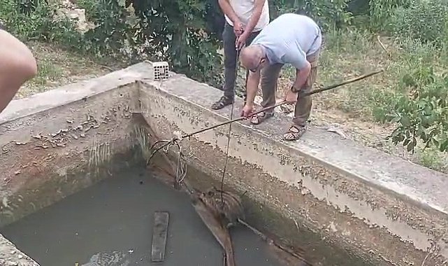 Amasya'da sulama havuzuna düşen yaban domuzu yavrusu kurtarıldı