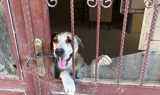Antakya&#039;da okul binasında mahsur kalan köpek kurtarıldı