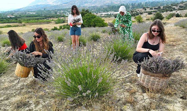Antalya'da atıl arazi lavanta bahçesine dönüştü