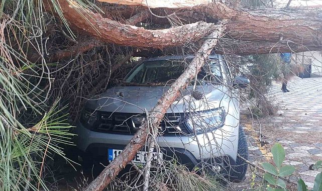 Arabanın üzerine ağaç düşünce kaymakamlık harekete geçti