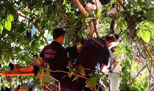 Aracın çarptığı motosiklet sürücüsü 5 metrelik ağaçta asılı kaldı