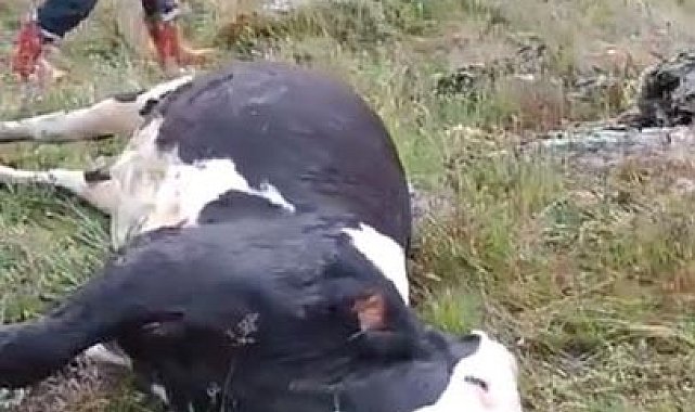 Ardahan'da yıldırım düştü: 5 büyükbaş hayvan telef oldu