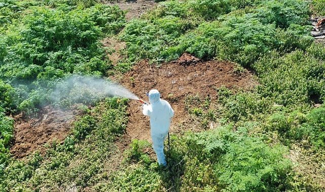 Aşırı sıcaklarda çıkan haşerelere karşı uzmanı uyardı