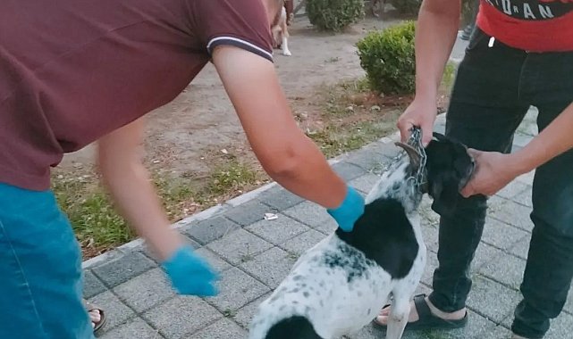 Av köpeklerine kuduz aşısı yapıldı