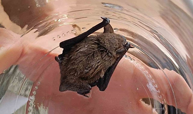 Avukatın yaralı halde bulduğu cüce yarasa koruma altına alındı