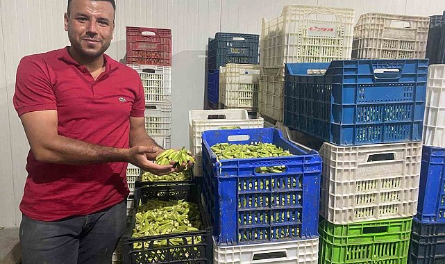 Aydın, bamyada hedef yükseltti