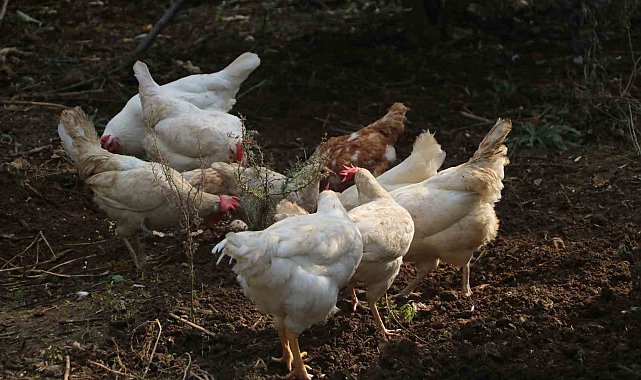 Aydın'da 'çıkma tavuk' uyarısı