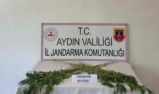 Aydın&#039;da jandarma ekipleri uyuşturucuya geçit vermiyor