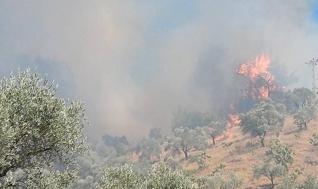 Aydın'da zeytinlik alanda yangın
