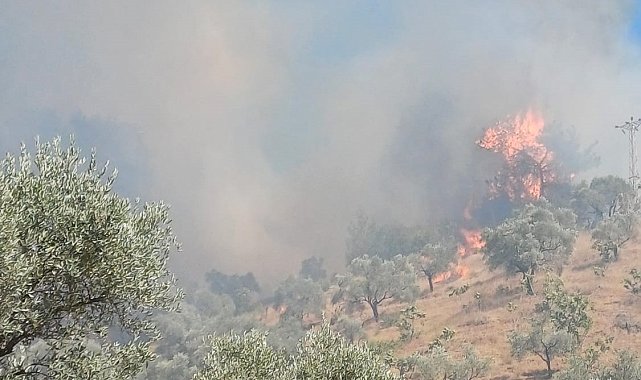 Aydın'daki yangın kontrol altına alındı