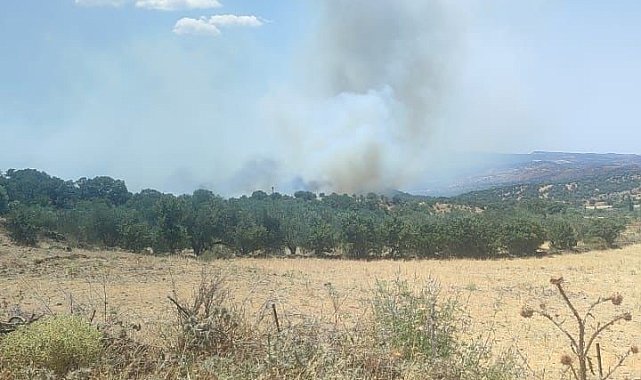 Ayvacık'ta zeytinlik alanda yangın