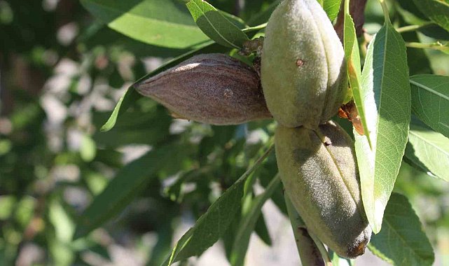 Badem Pazarlı üreticilere umut oldu
