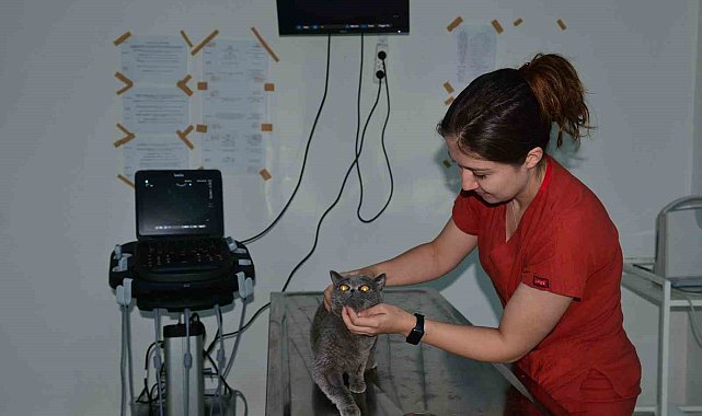 Balıkesir'de bin hasta hayvana yardım eli