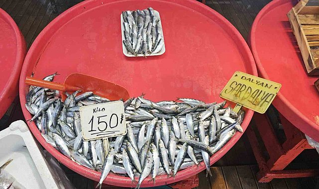 Bandırma'da mevsim balığı olan sardalyaya yoğun talep