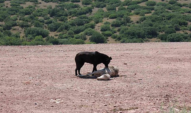 Başıboş köpekler 7 koyunu telef edip onlarcasını yaraladı