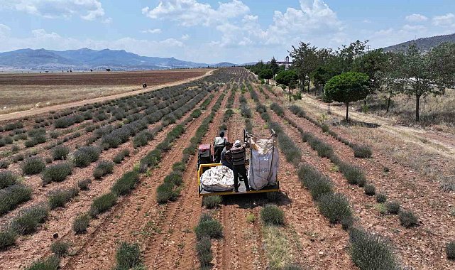 Başkan Altay: "Lavanta desteğiyle hem bölge turizmine hem de çiftçimize katkı sağladık"