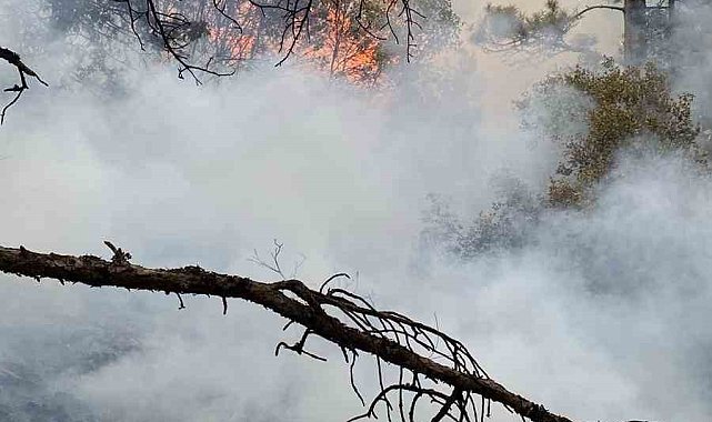 Başkarcı Dağında yıldırım düşmesi sonucu çıkan orman yangını söndürüldü