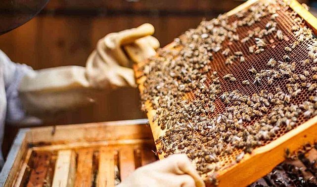 Bayraklı Belediyesinden yerel üreticiye kurs desteği