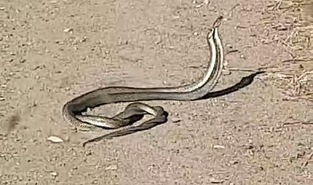 Bayramiç'te yılanların 'çiftleşme dansı' kameraya yansıdı