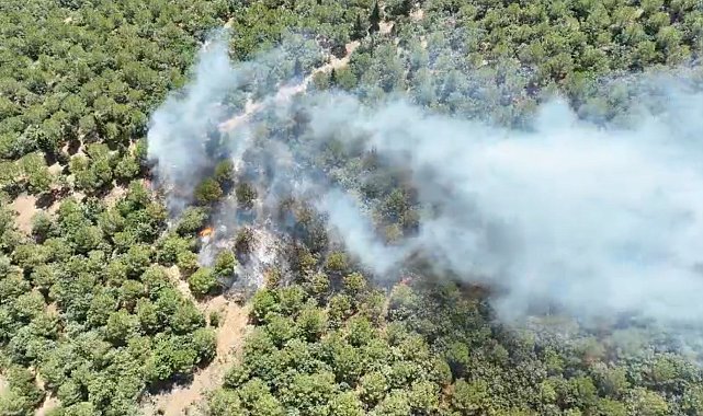 Bayramiç'teki orman yangını 24 saat sonra kontrol altına alındı