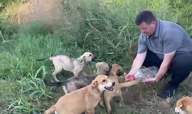 Belediye başkanından örnek davranış: Yavru köpeklere elleriyle su içirdi