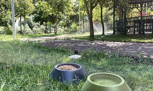 Belediye bu sıcaklarda can dostları için bir kap mama ve bir kap su koyuyor