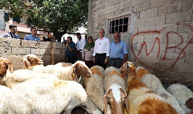 Belediyeden aldığı 16 koyunu 130'a çıkardı