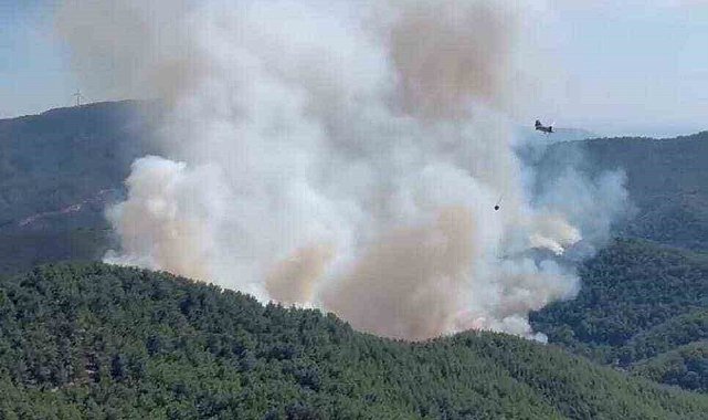 Bergama'daki orman yangına havadan ve karadan müdahale
