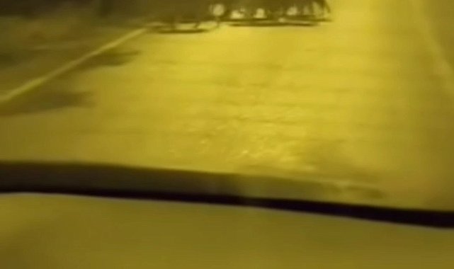 Beykoz'da aç kalan anne domuz ve yavruları şehre indi