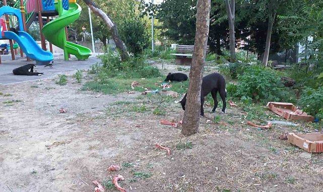 Beylikdüzü'nde köpekler kadına saldırdı: O anlar güvenlik kamerasında
