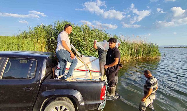 Beyşehir Gölü'ne bırakılan yavru sazan sayısı 1.5 milyona ulaştı