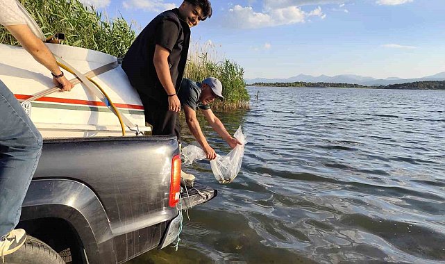 Beyşehir Gölüne bırakılan yavru sazan balığı miktarı 2.5 milyona ulaştı