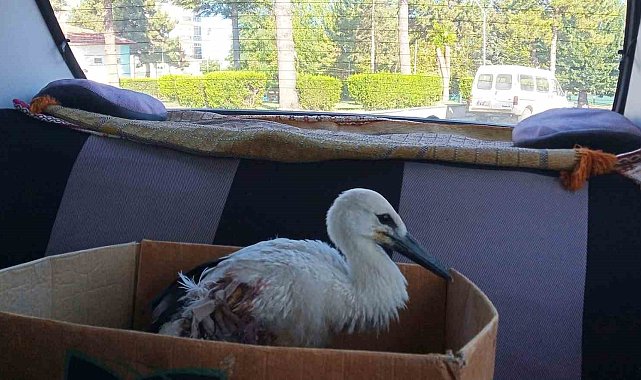 Beyşehir'de yuvadan düşen yaralı leylek koruma altına alındı
