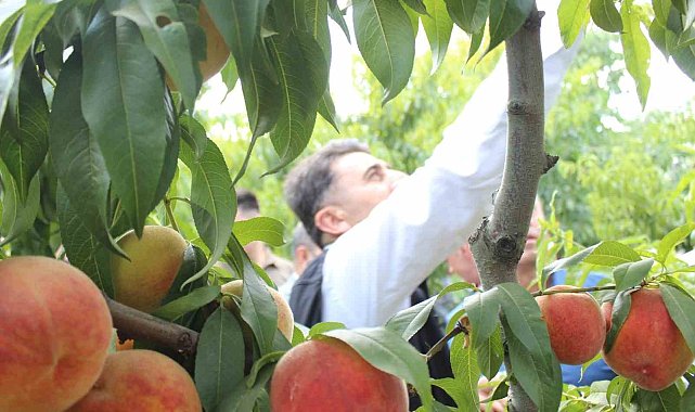 Bilecik'te hasat mesaisine başlayan şeftali üreticisinin yüzü gülüyor