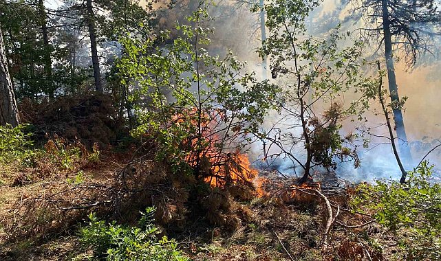 Bilecik'te korkutan orman yangını rüzgarın etkisiyle büyüyor