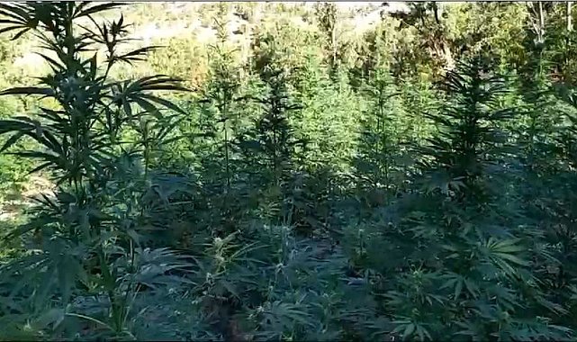 Bingöl&#039;de 2 tarla içerisinde uyuşturucu madde ele geçirildi