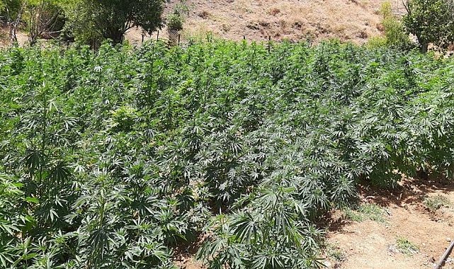 Bingöl'de uyuşturucu operasyonu: 105 bin kök kenevir ele geçirildi