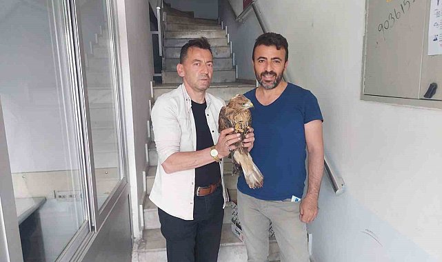 Bitkin halde bulunan Kızıl Şahin tedavi altına alındı