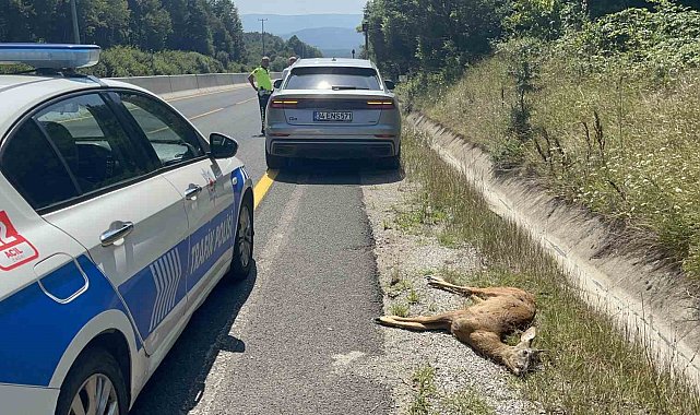 Bolu Dağı'nda avcılardan kaçtığı iddia edilen karacaya araç çarptı