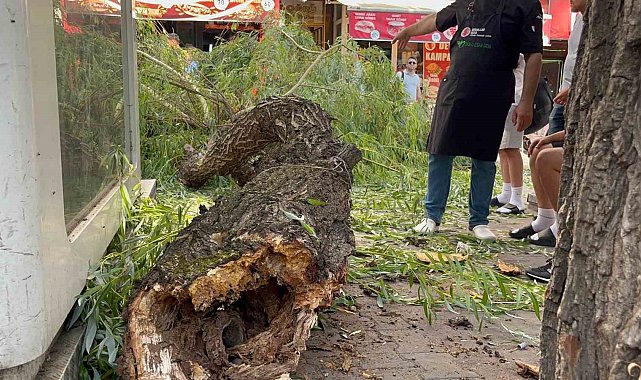 Bolu'da yaya yoluna ağaç düştü: 1 yaralı