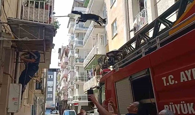 Bu kedi dokuz canlı: Kurtarmaya gelen itfaiyeciden korkup 4'üncü kattan atlayarak kaçtı