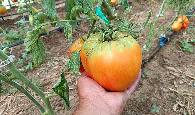 Bu yılki hedefi 2 kiloluk domates