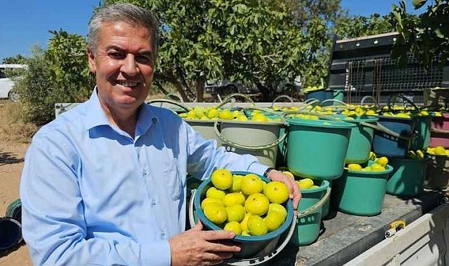 Buharkent'te erkenci taze incir hasadı başladı
