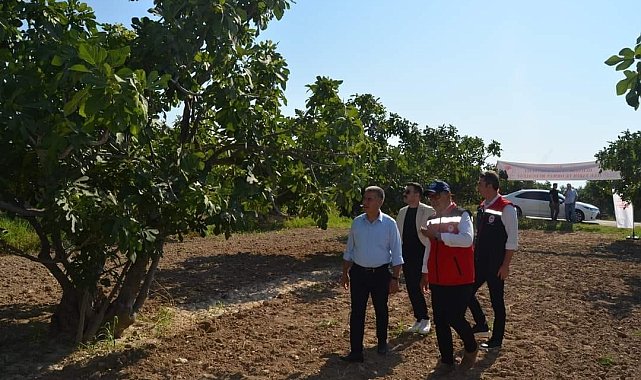 Buharkent'teki incir bahçeleri incelemelerde bulunuldu